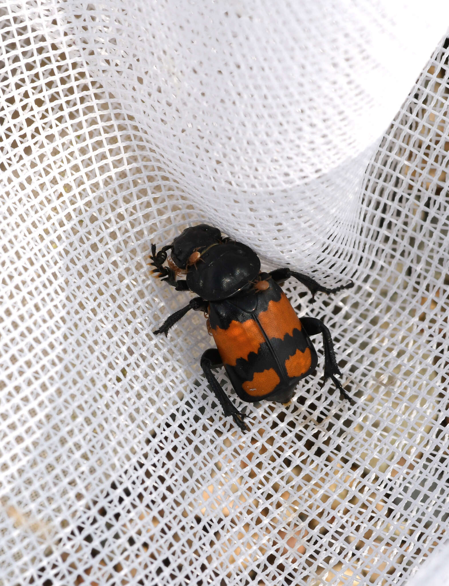 Image of Nicrophorus (Nicrophorus) hebes (Kirby 1837)