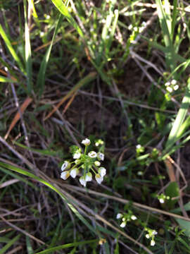 Image of field pennycress