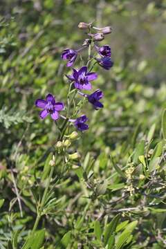 Image of Delphinium pentagynum Lam.