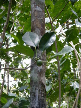 Image of Jatropha divaricata Sw.