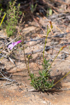 Image of Lobelia coronopifolia L.