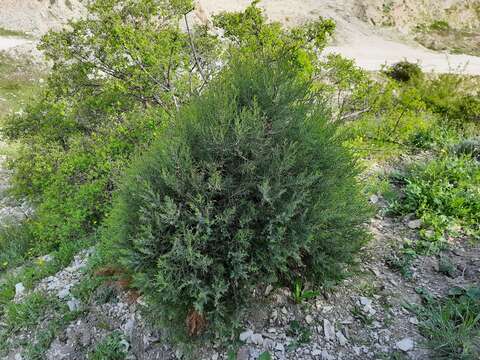 Plancia ëd Juniperus excelsa subsp. polycarpos (K. Koch) Takht.