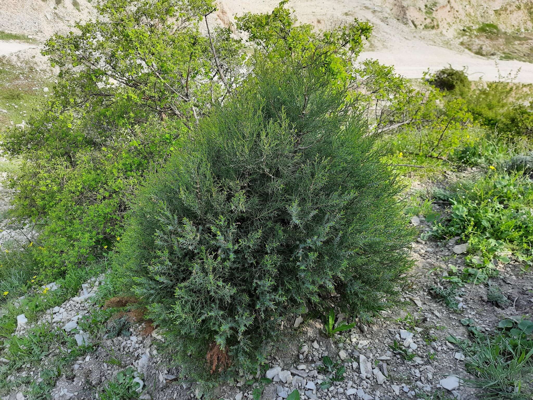 صورة Juniperus excelsa subsp. polycarpos (K. Koch) Takht.