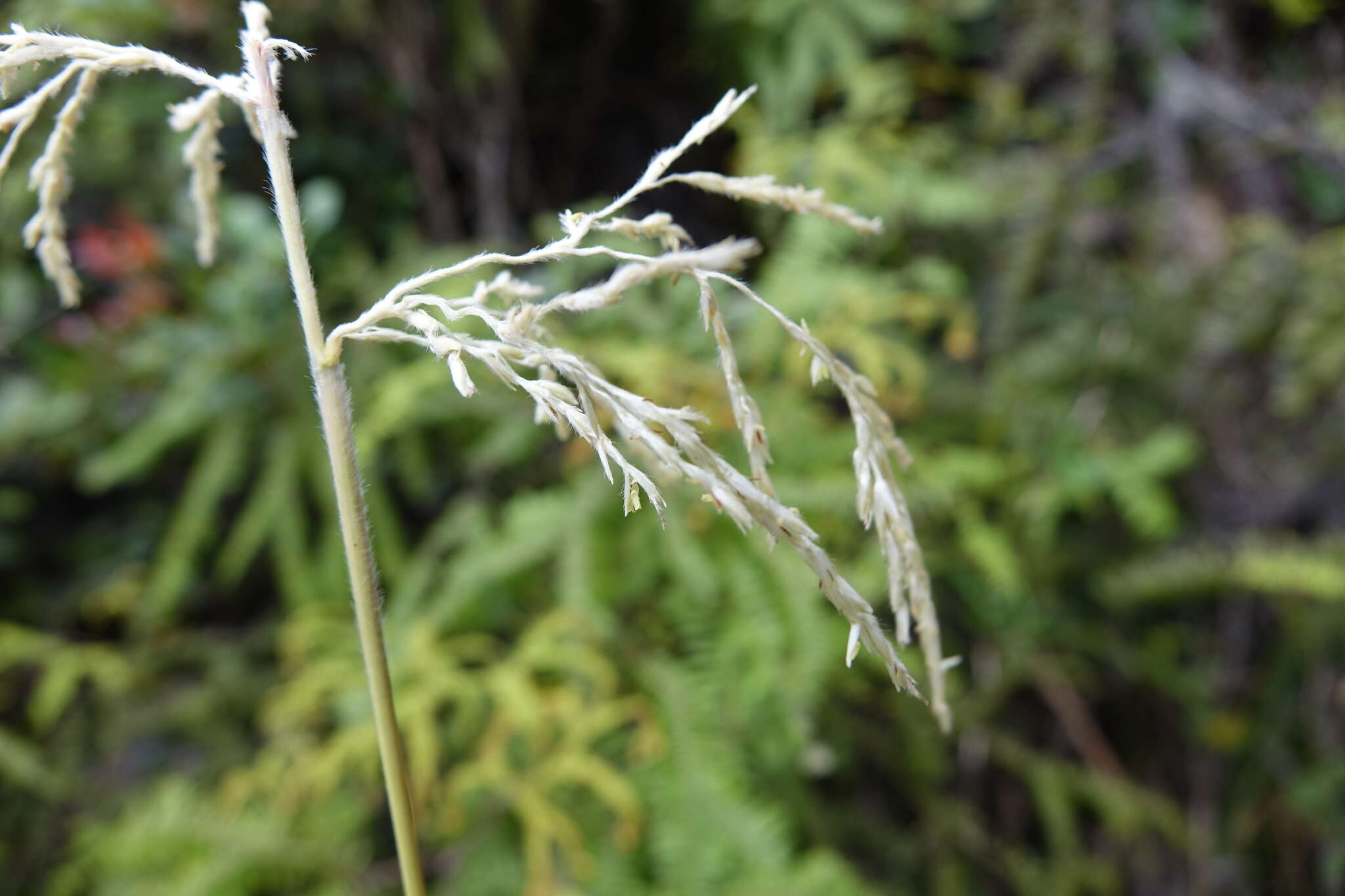 Image of Saccharum hildebrandtii (Hack.) Clayton