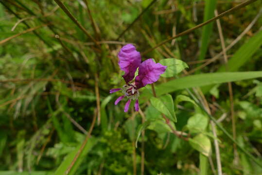 Cuphea calaminthifolia Schltdl.的圖片