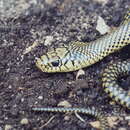 Image of Arnaldo's Green Racer