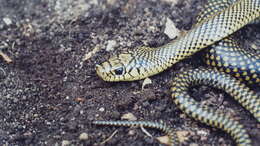 Image of Arnaldo's Green Racer