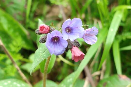 Pulmonaria affinis Jordan resmi