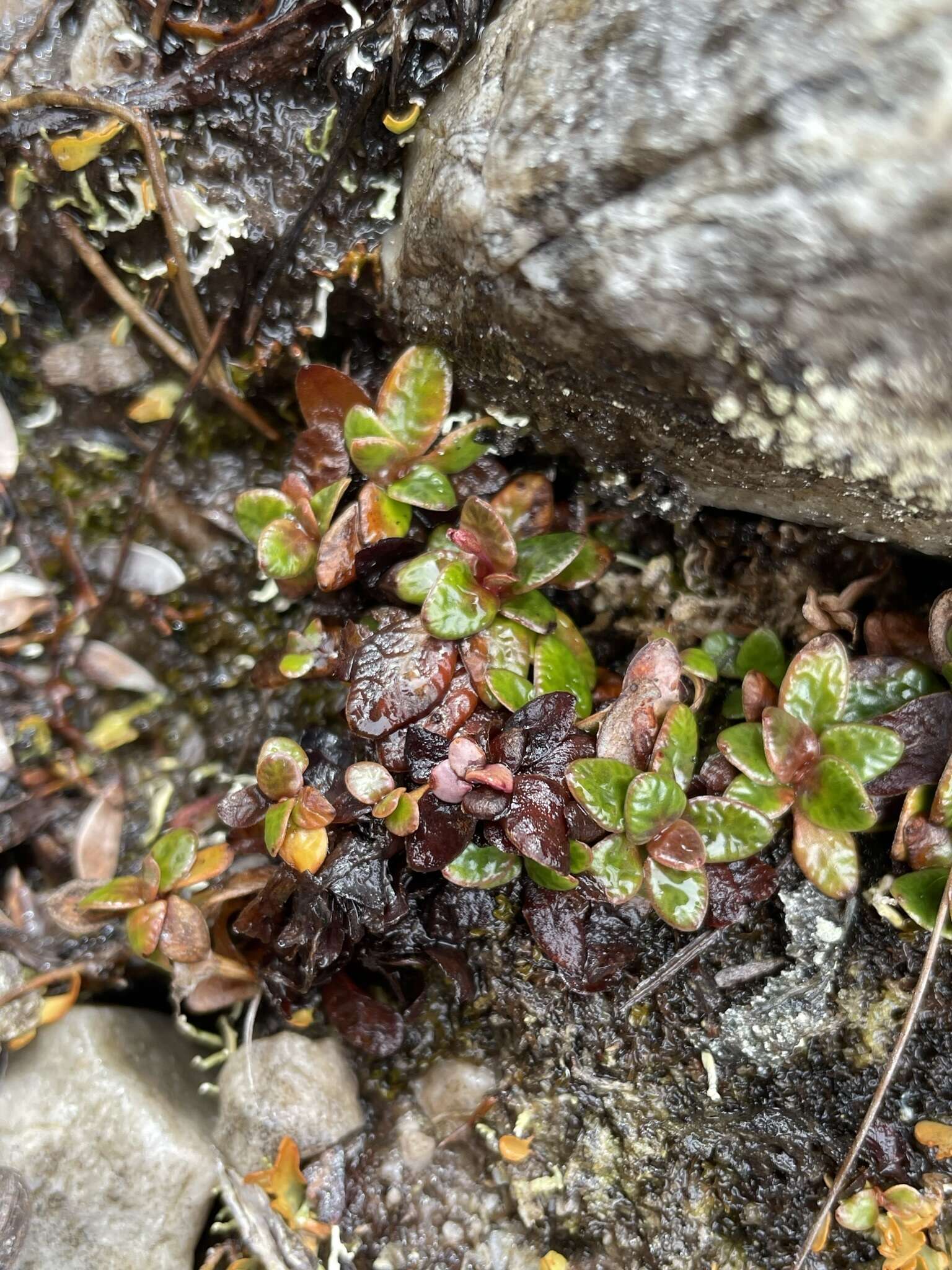 Image of Forstera bellidifolia Hook.