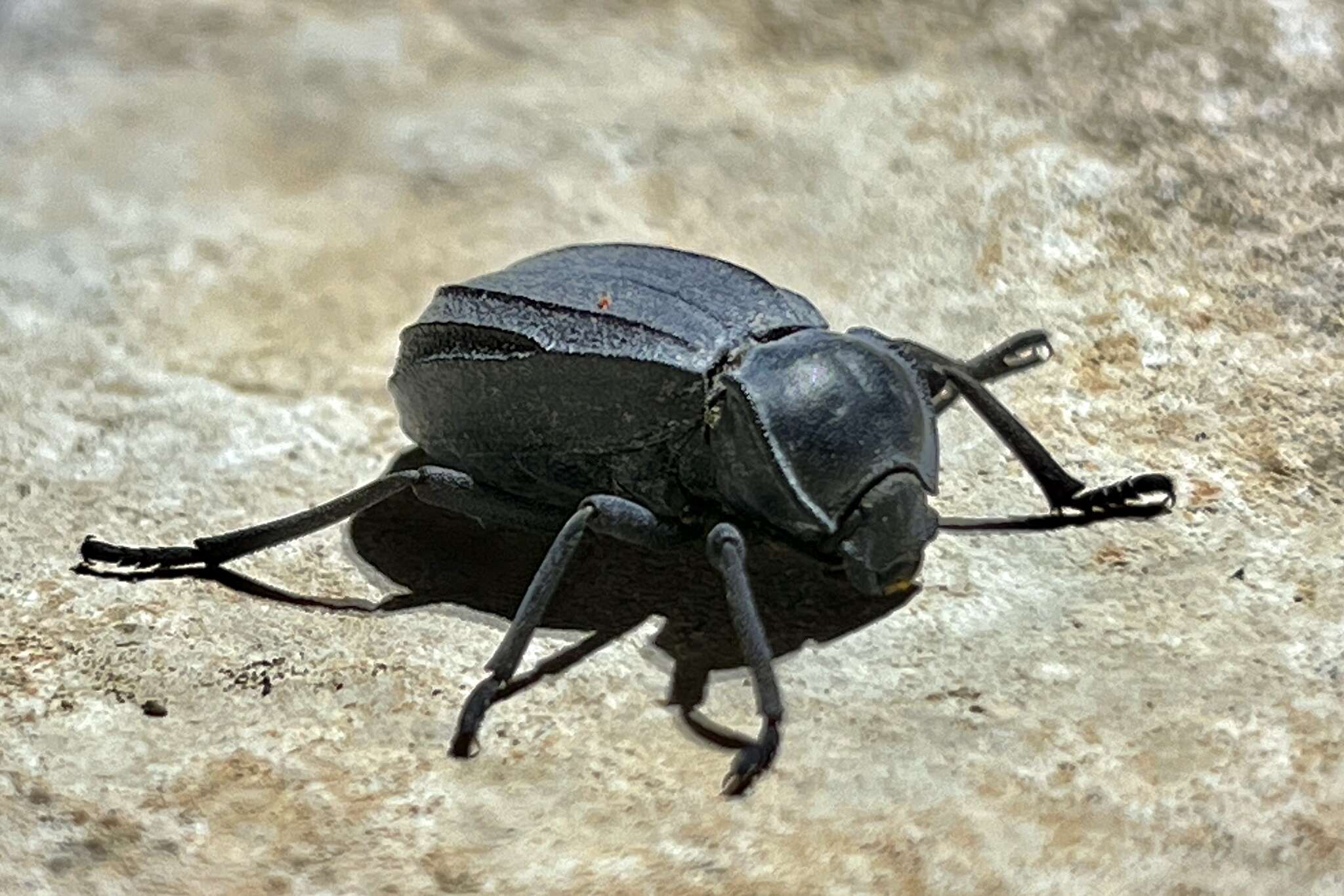 Image of Stenomorpha furcata (Champion 1892)