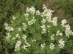 Image of subalpine lupine