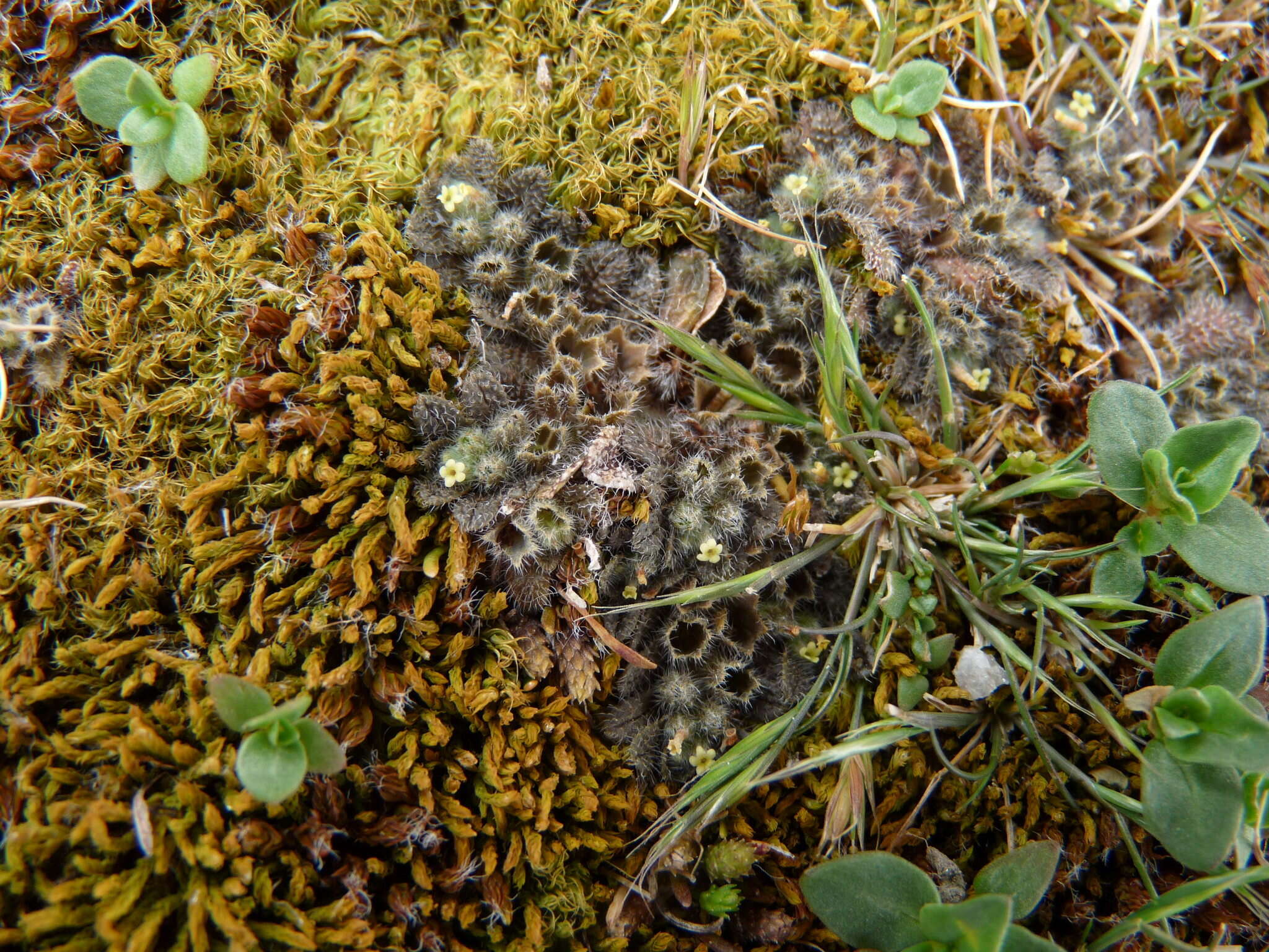 Image de Myosotis brevis de Lange & Barkla