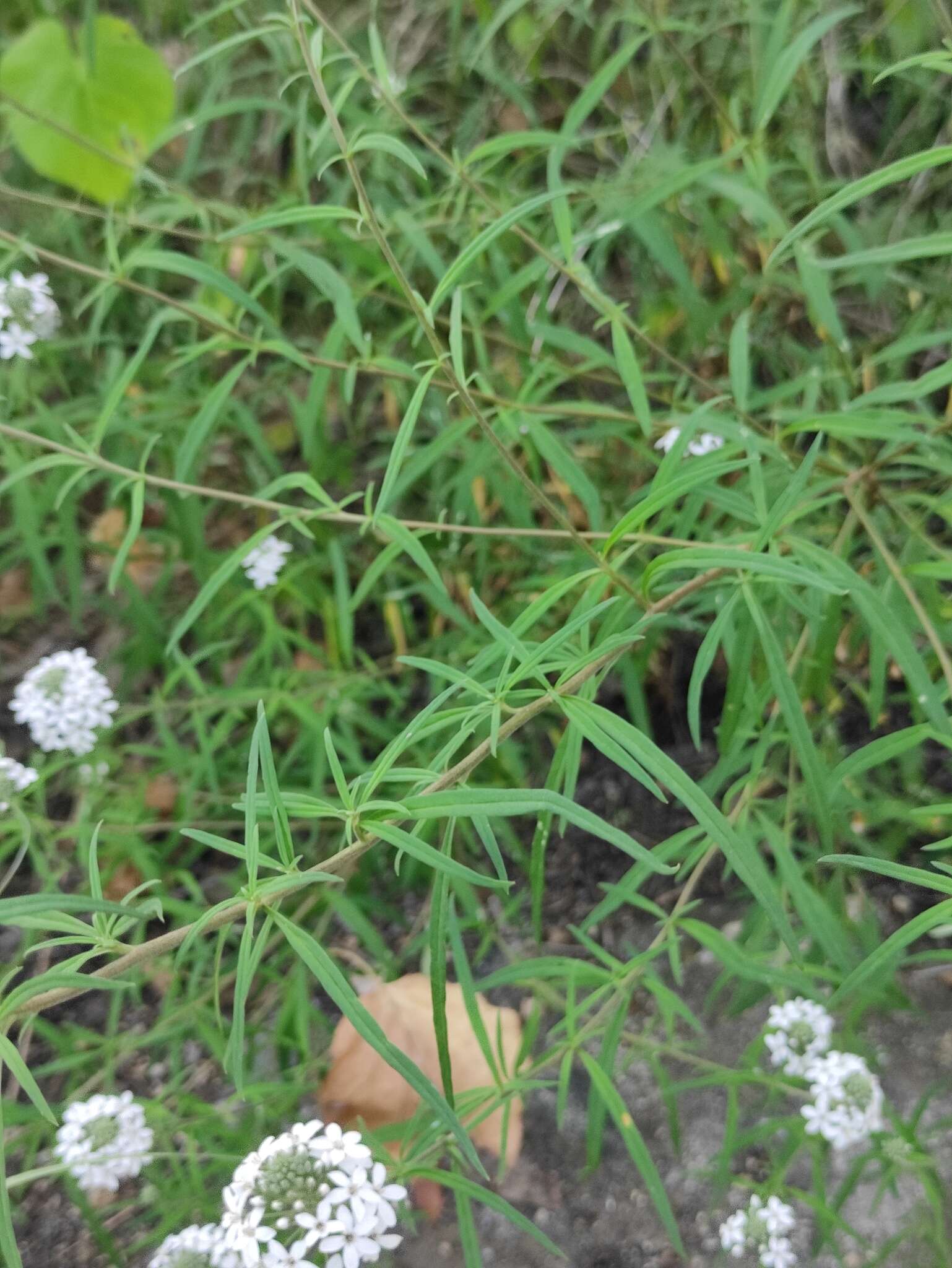 Image of Lysimachia pentapetala Bunge