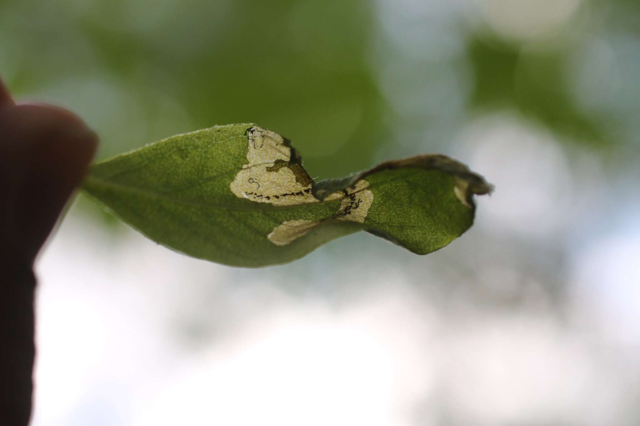 Plancia ëd Lyonetia latistrigella Walsingham