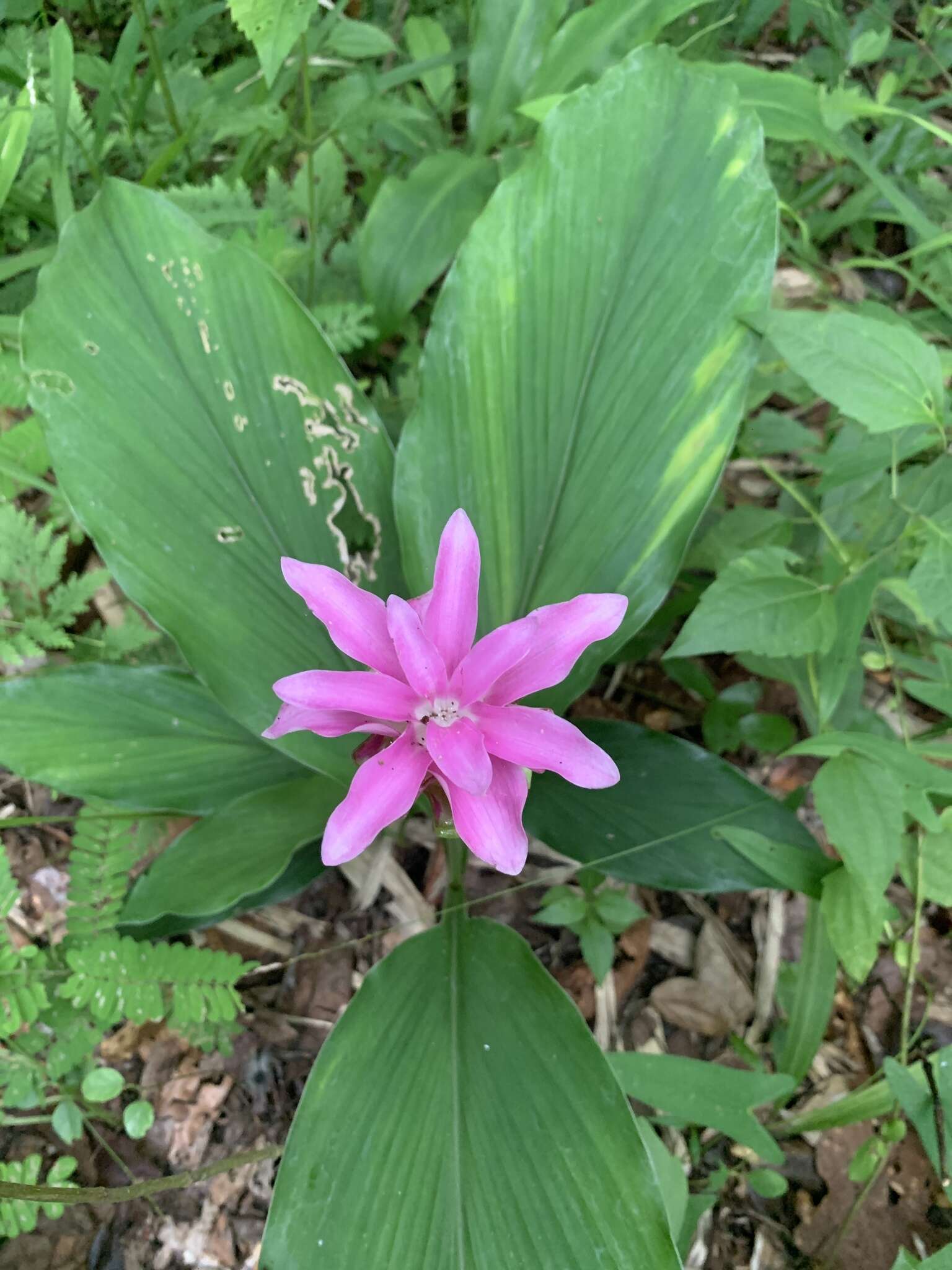 Image de Curcuma rhabdota Sirirugsa & M. F. Newman