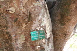 Image of brown-woolly fig