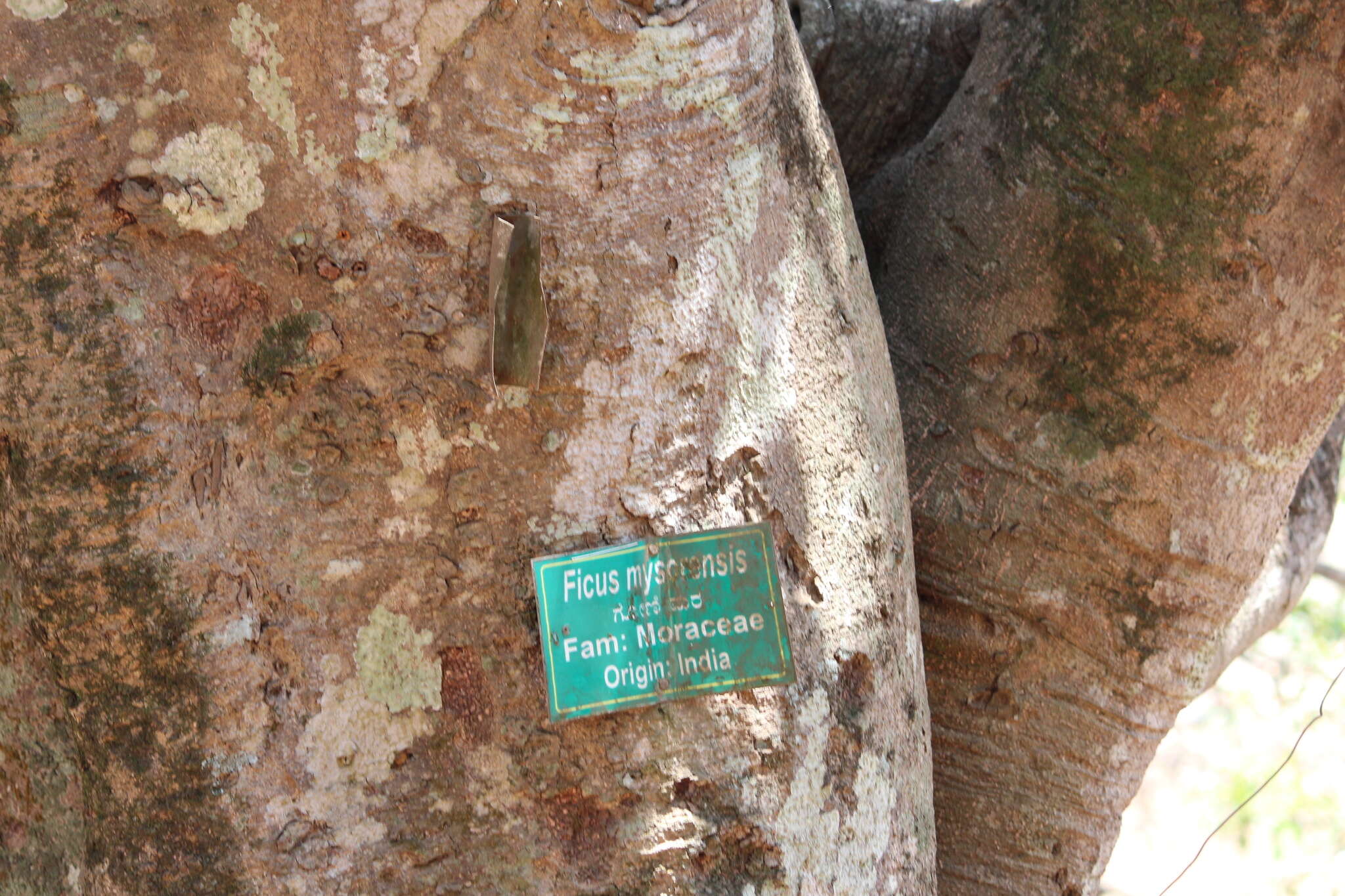 صورة Ficus drupacea Thunb.