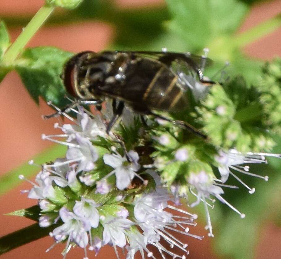 صورة Palpada furcata (Wiedemann 1819)