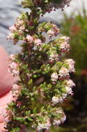 Image of Erica cordata var. cordata