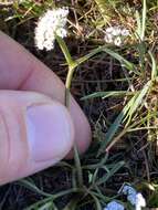 Image de Lomatium gormanii (T. J. Howell) Coult. & Rose