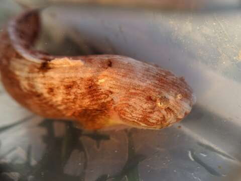 Image of Slimy snailfish