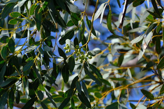 صورة Eucalyptus drummondii Benth.