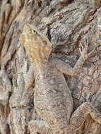 Image of Common agama