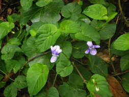 Image of Viola anagae A. Gilli