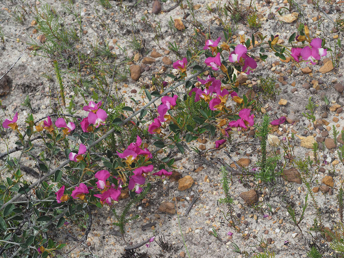 Image of Podalyria biflora (Retz.) Lam.