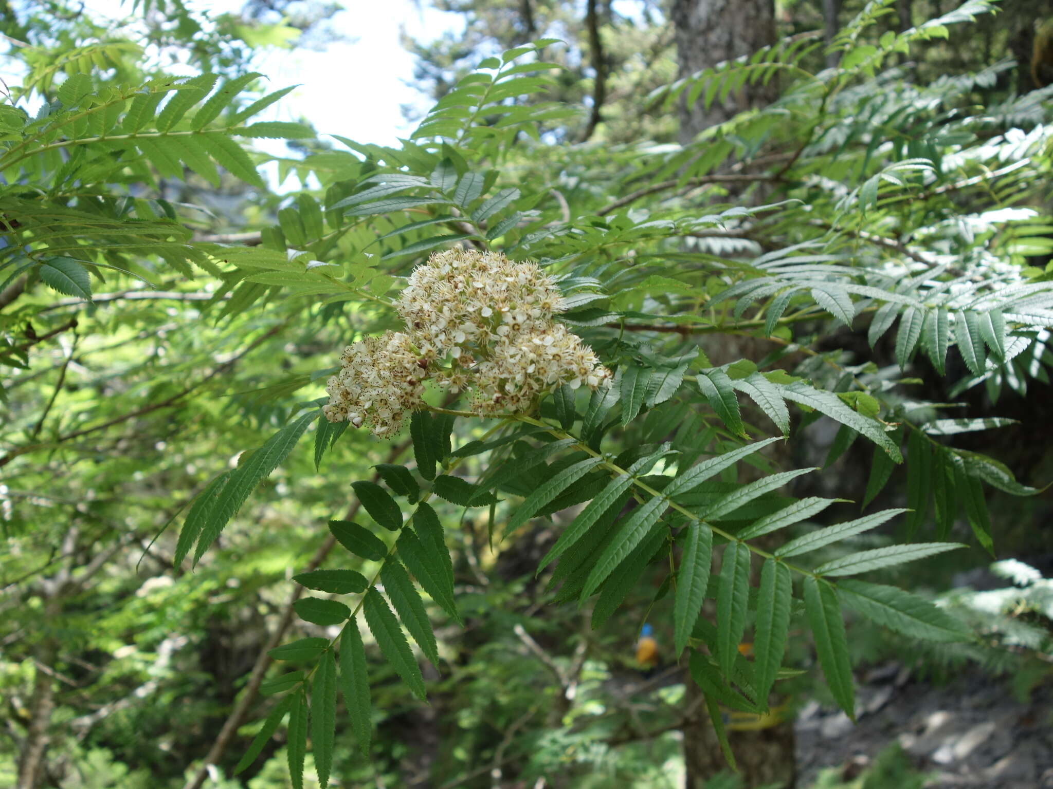 Image of Sorbus randaiensis (Hayata) Koidz.