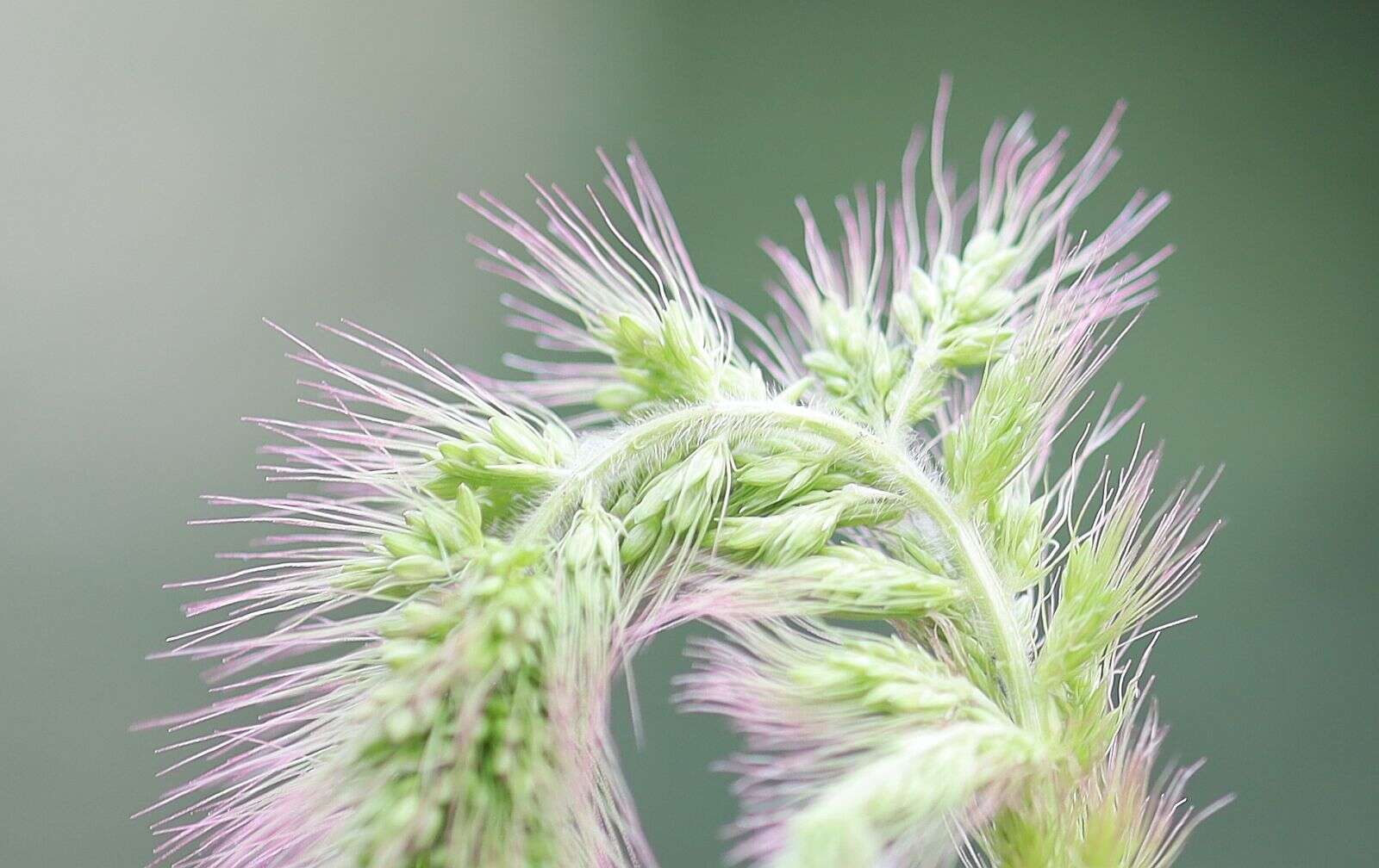 Imagem de Setaria viridis (L.) P. Beauv.