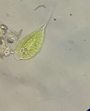 Image of Phacus elegans Pochmann 1942