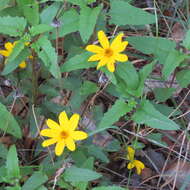 Image of mountain oxeye