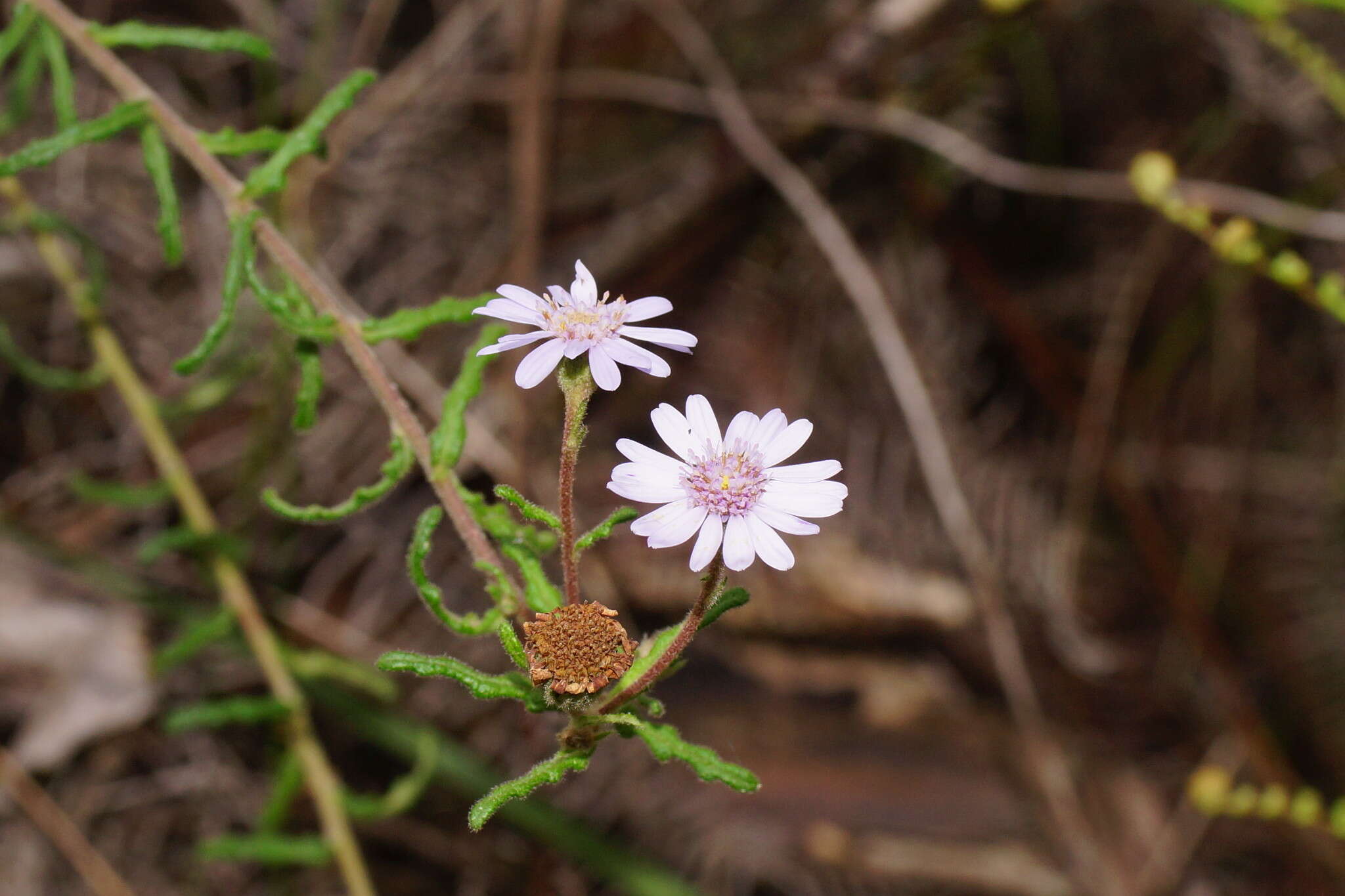 Olearia asterotricha F. Müll. resmi