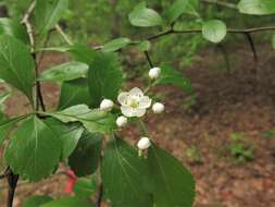 Image of green hawthorn