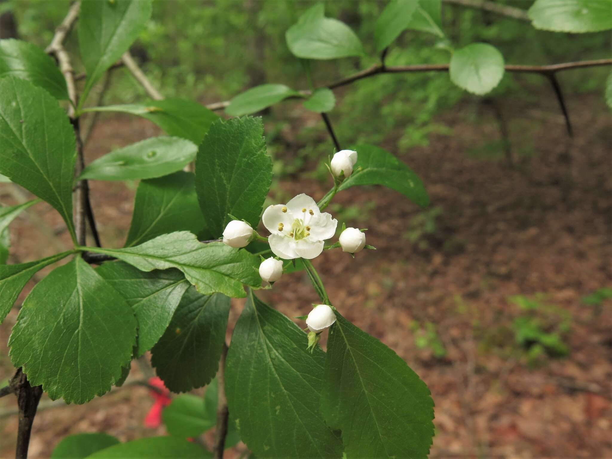 Слика од Crataegus viridis L.