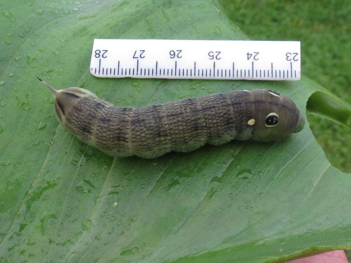 Image of Vine Hawk-Moth