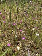 Слика од Clarkia affinis H. & M. Lewis