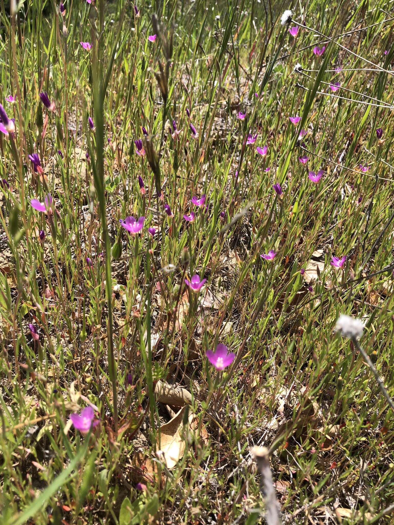 Imagem de Clarkia affinis H. & M. Lewis