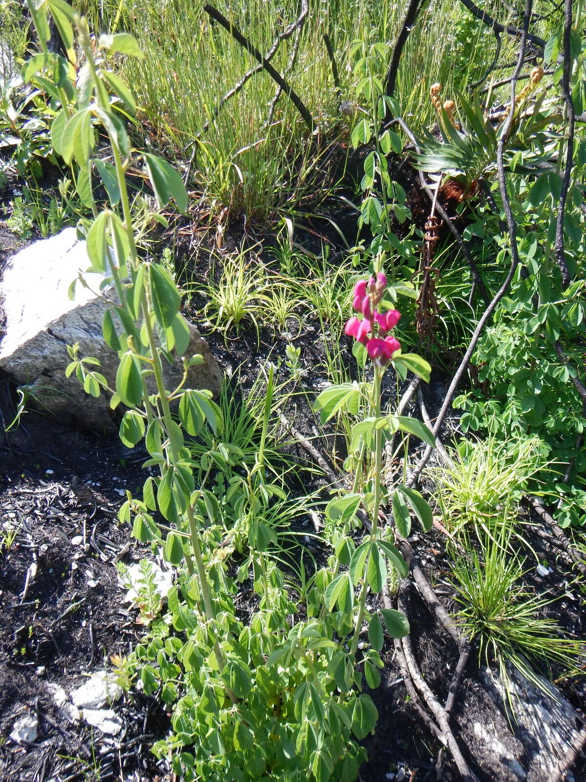 Image of Hypocalyptus coluteoides (Lam.) R. Dahlgren