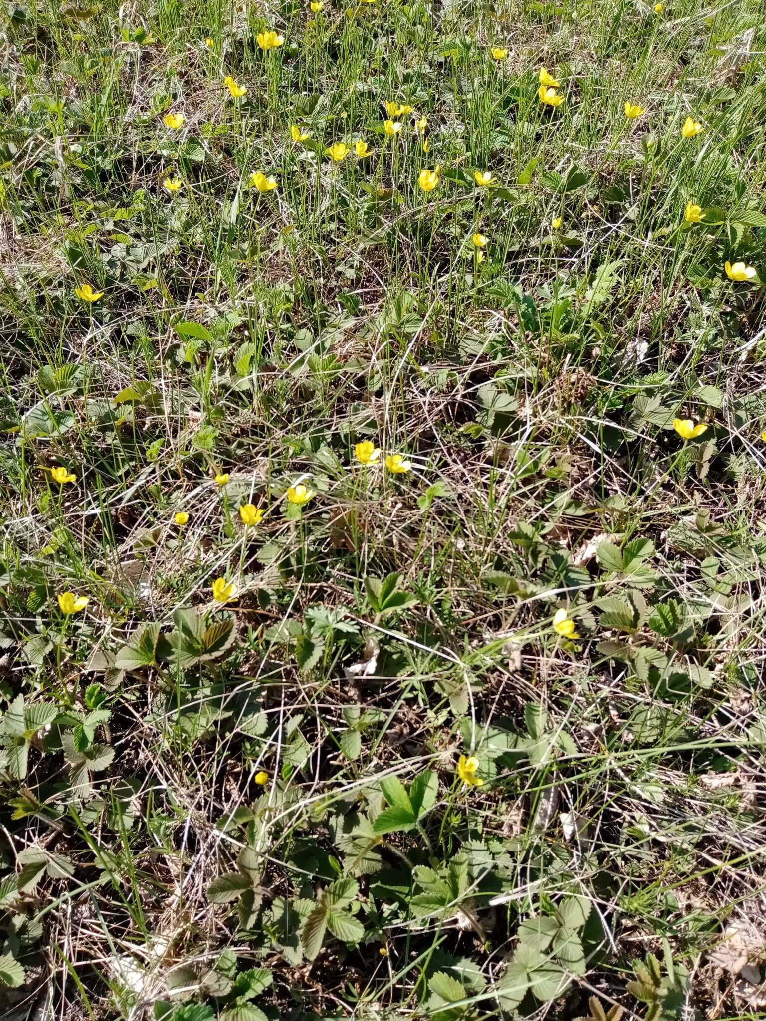 صورة Ranunculus pedatus Waldst. & Kit.