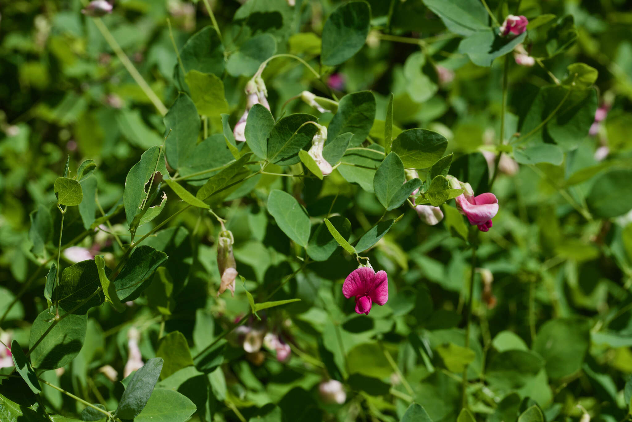 Imagem de Lathyrus roseus Steven