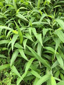 Image of East Indian bristlegrass