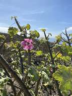 Imagem de <i>Malva assurgentiflora</i> subsp. <i>glabra</i> (Philbrick) M. F. Ray