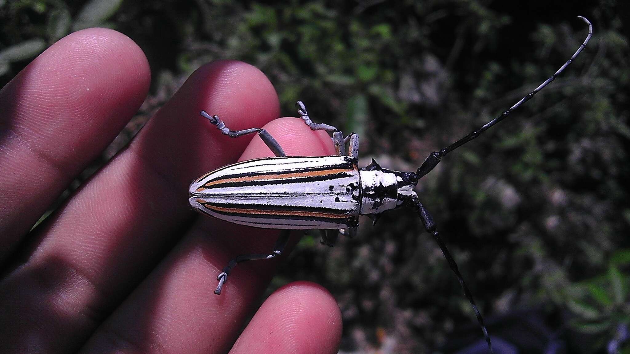 Image of Deliathis incana (Forster 1771)