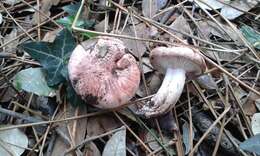 Image of Hygrophorus russula (Schaeff. ex Fr.) Kauffman 1918