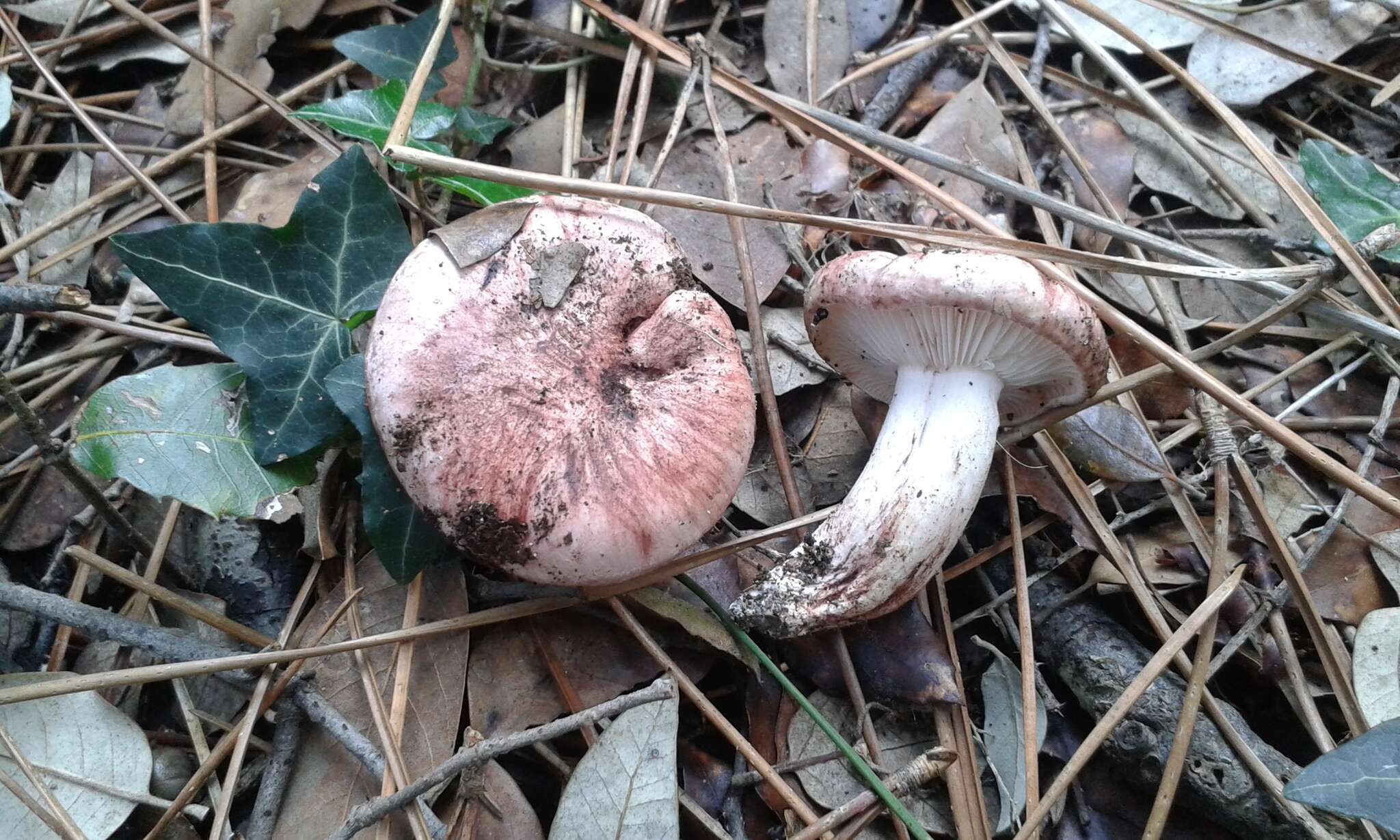 Image of Hygrophorus russula (Schaeff. ex Fr.) Kauffman 1918