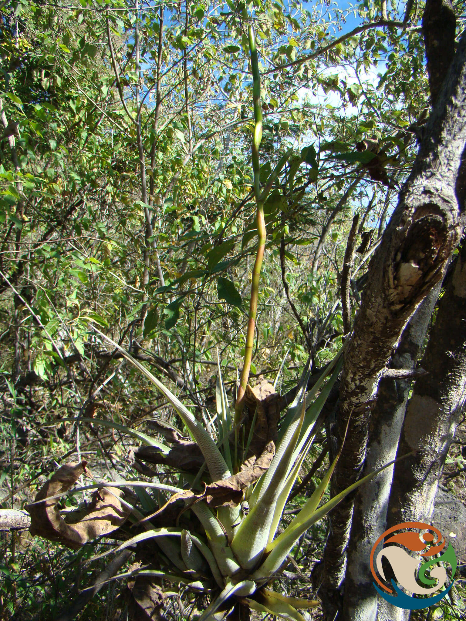 Tillandsia makoyana Baker的圖片