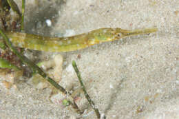 Image of Common Pipefish