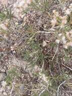 Image of Yavapai County buckwheat